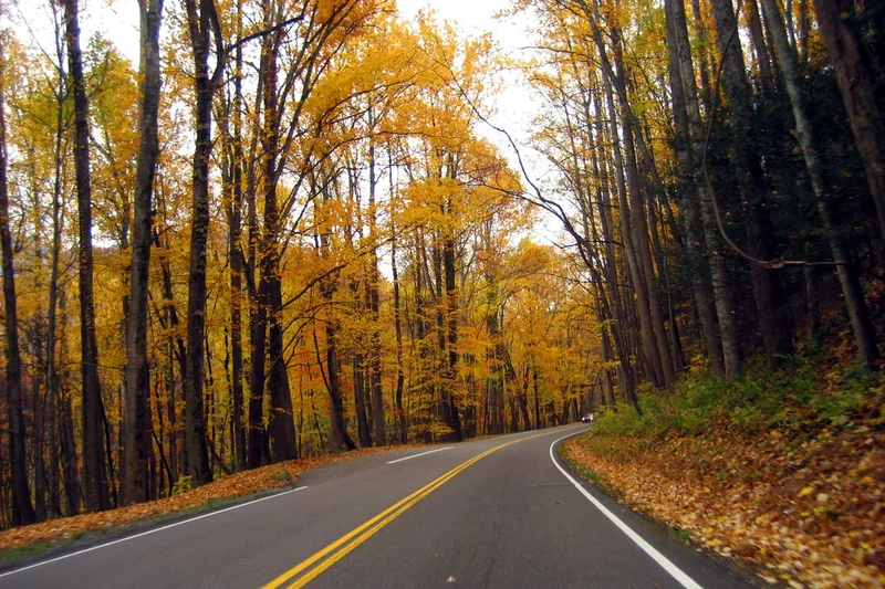 A road curving through golden autumn forest in the Smokies