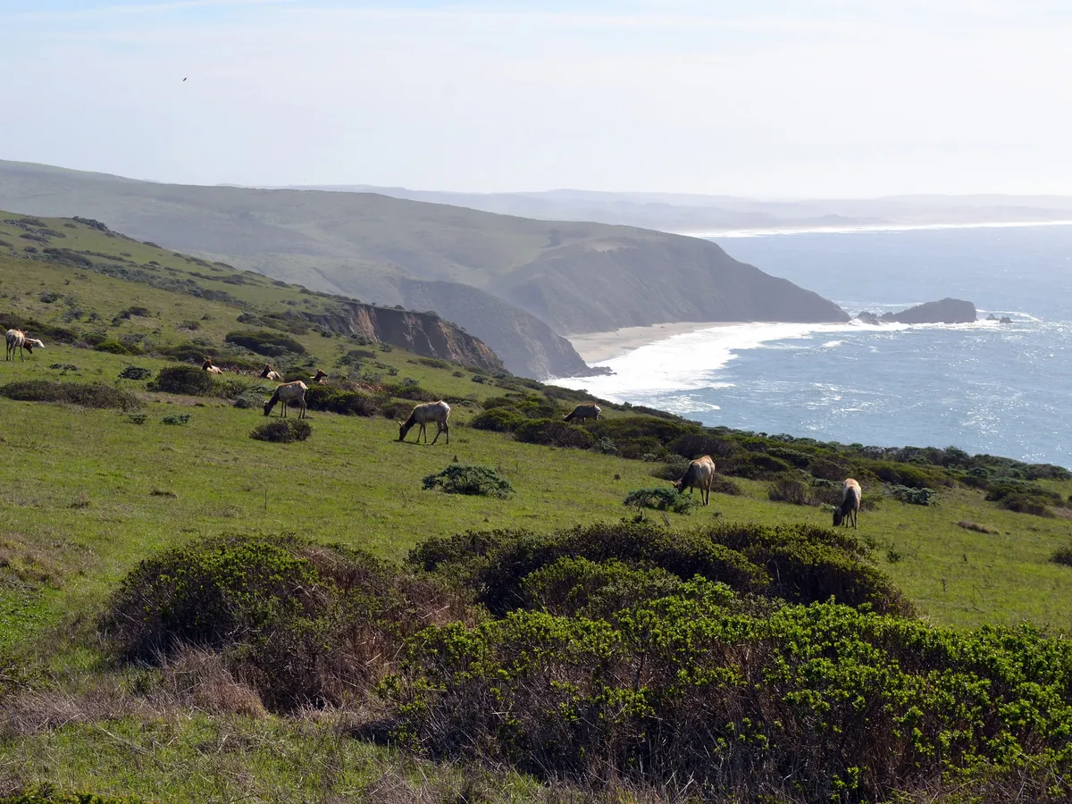 Tule elk grazing on a green slope of Tomales Point with the ocean and cliffs behind