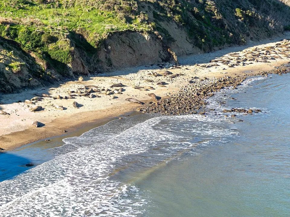 Elephant seals lying on a sandy beach at the foot of a cliff beside the surf