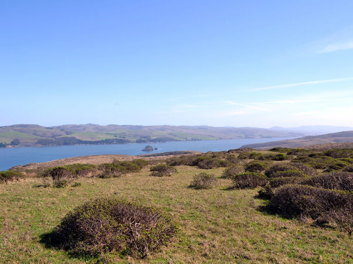 Tomales Bay seen from the grassy Tomales Point Trail under a clear blue sky