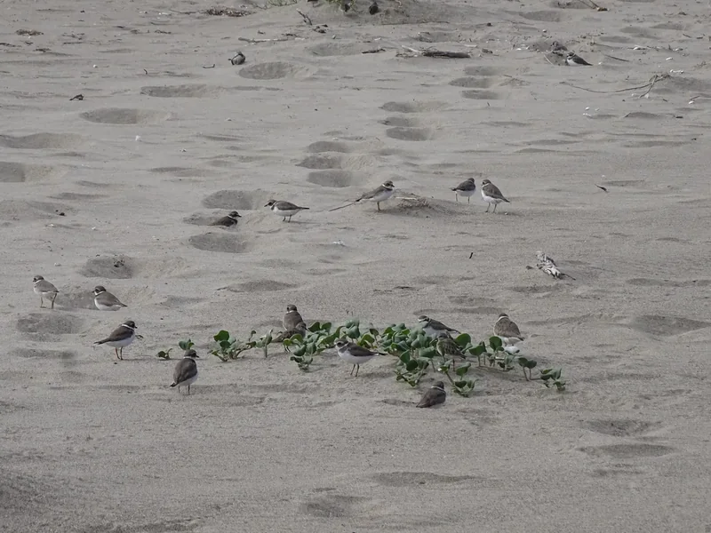 Small shorebirds feeding on the wet sand of Limantour Beach