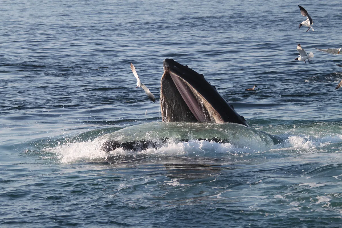 A humpback whale breaking the surface of the water with its mouth open in Stellwagen Bank sanctuary