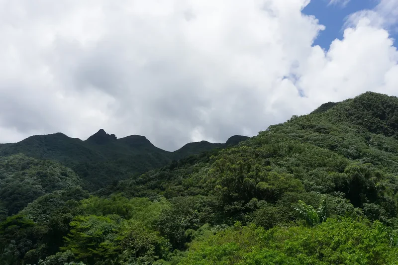 The view over the rainforest of El Yunque from the Yokahú Tower