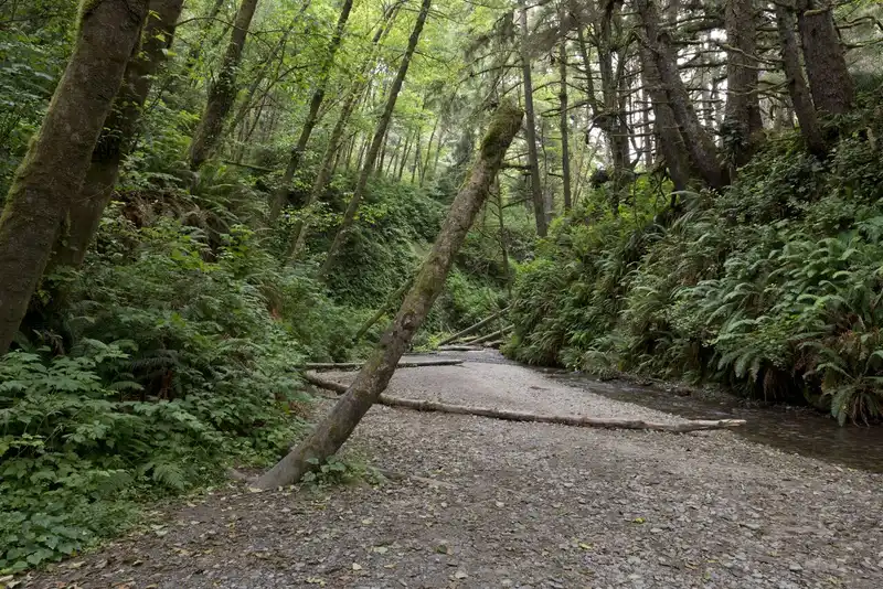 Fern Canyon's fern-covered walls