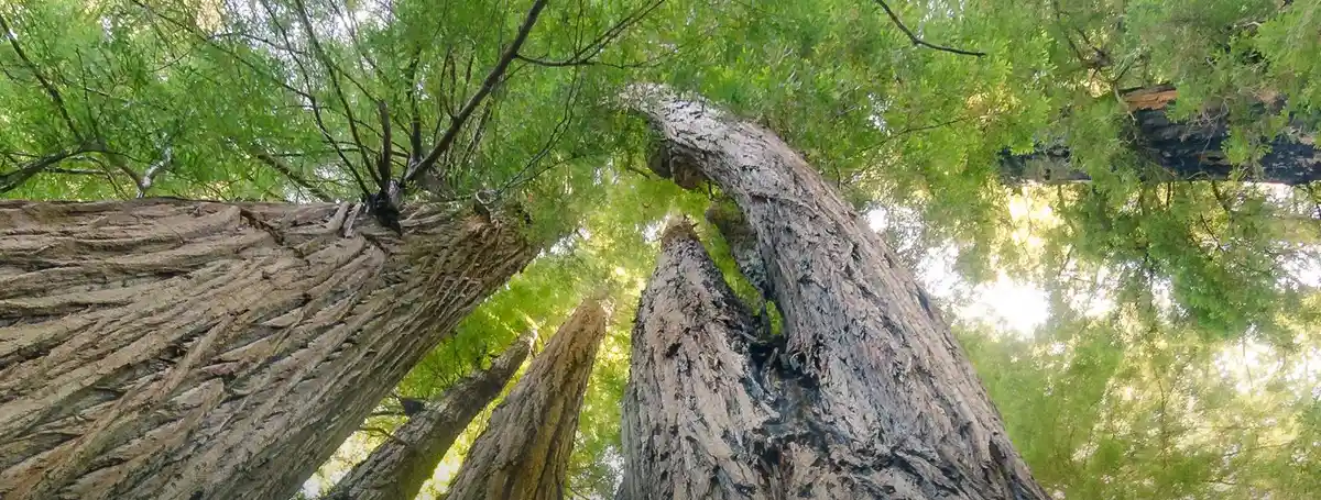 Towering redwoods in Tall Trees Grove