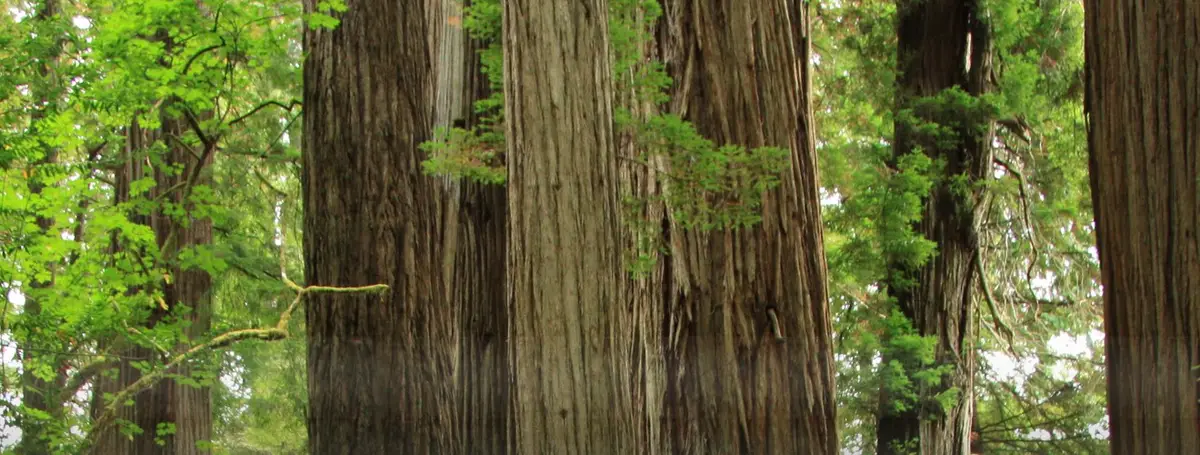 Stout Grove's cathedral-like old growth