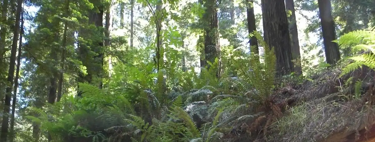 Founders Grove on the Avenue of the Giants