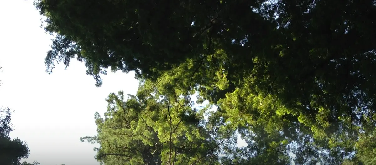 Looking up into the Stout Grove canopy — coast redwoods rising into the fog