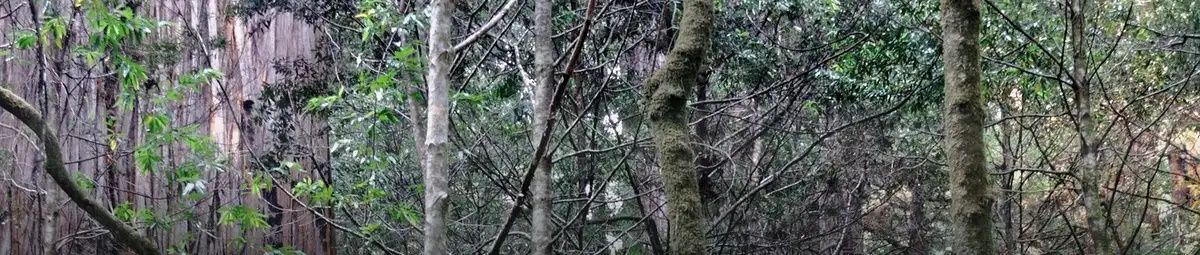 Redwood Creek Valley in morning fog
