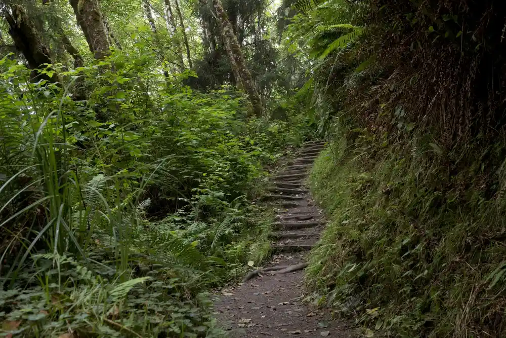Fern Canyon trail steps