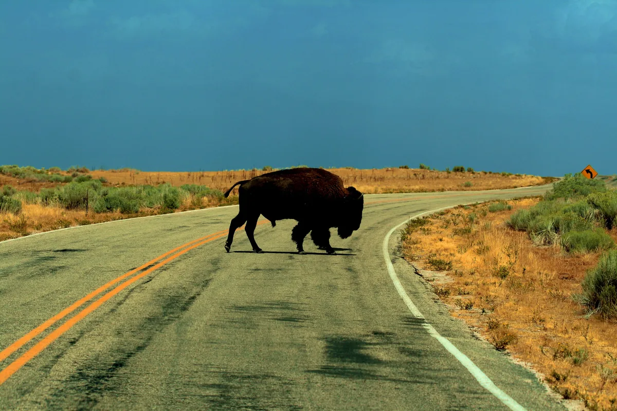 A bison crossing the road on Antelope Island, the lake beyond