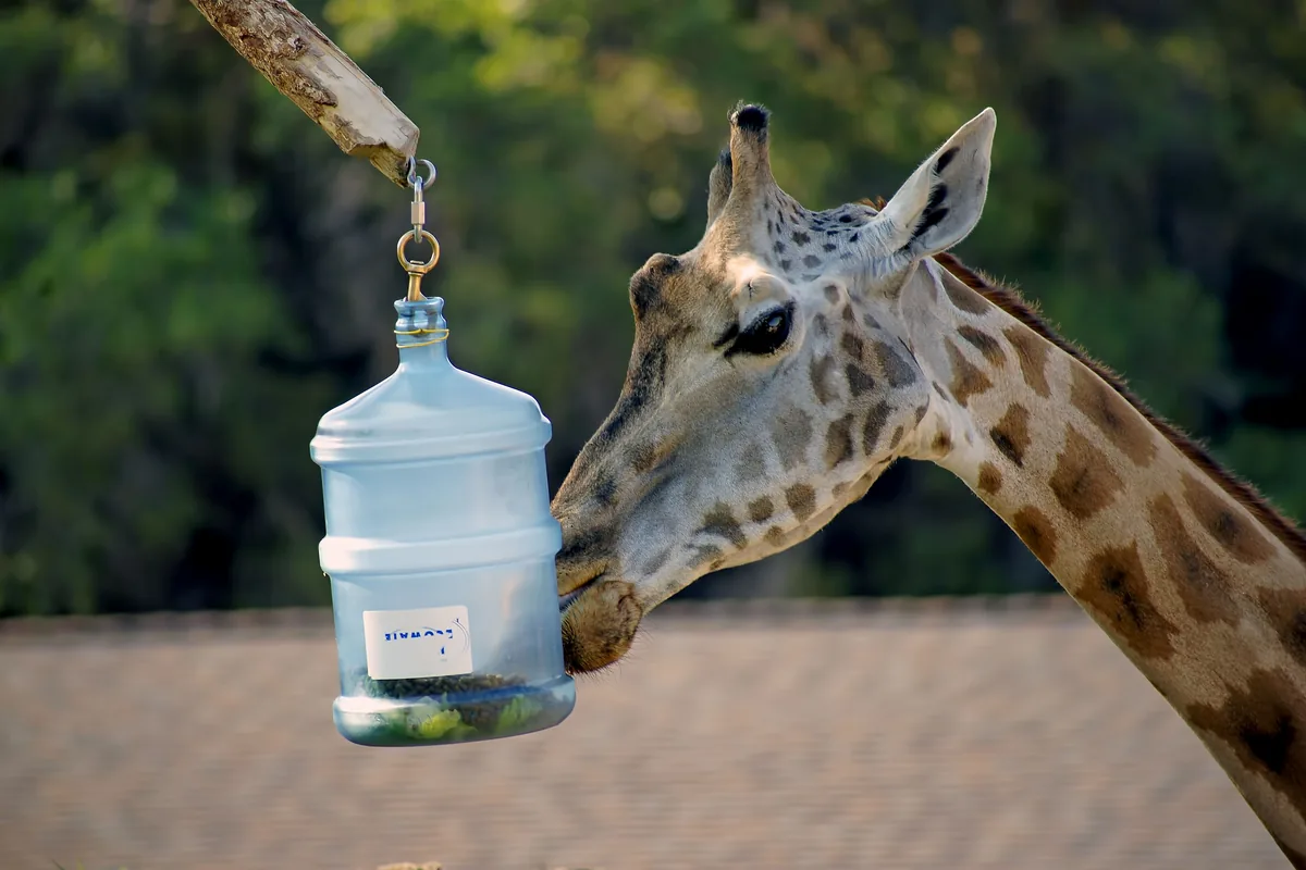A giraffe nosing a hanging feeder at Utah’s Hogle Zoo