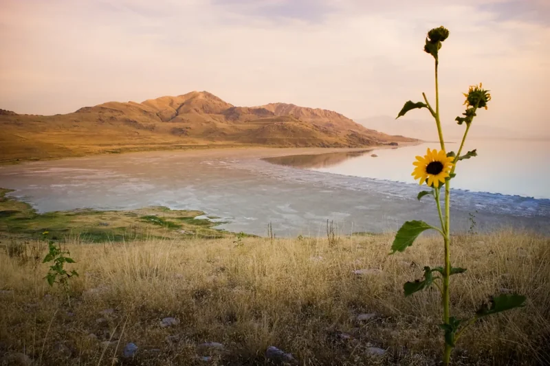 A sunflower above the shore at White Rock Bay on Antelope Island, hills across the water
