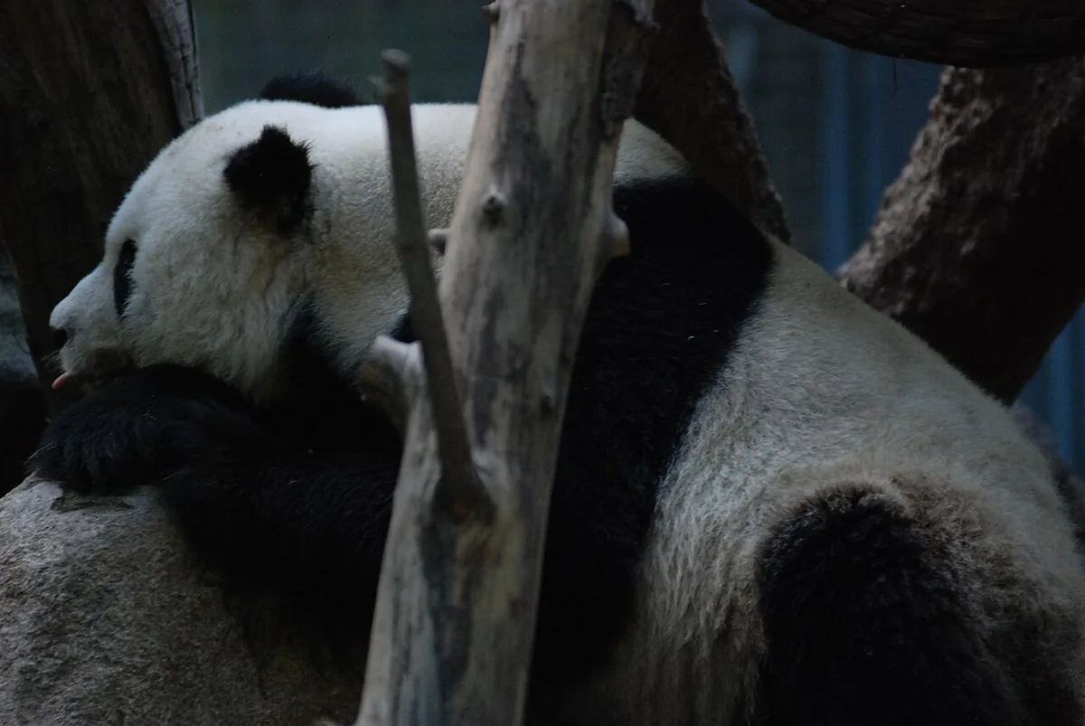 Giant panda at the San Diego Zoo