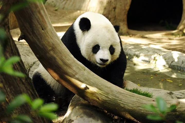 Panda at the San Diego Zoo