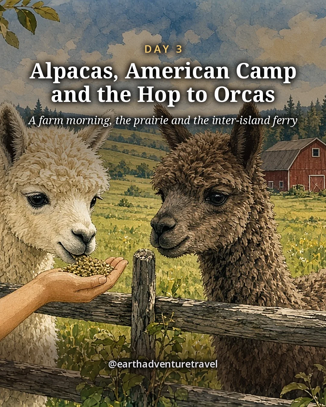 Illustration: a child’s hand holding out feed to two curious alpacas over a wooden fence, a red barn and dark firs behind, illustrated day card for Day 3