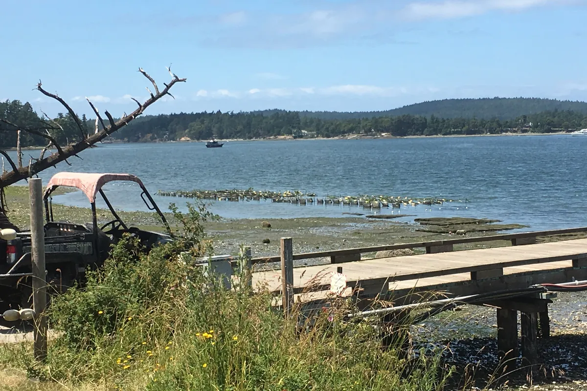 Calm water and shoreline at Westcott Bay on San Juan Island