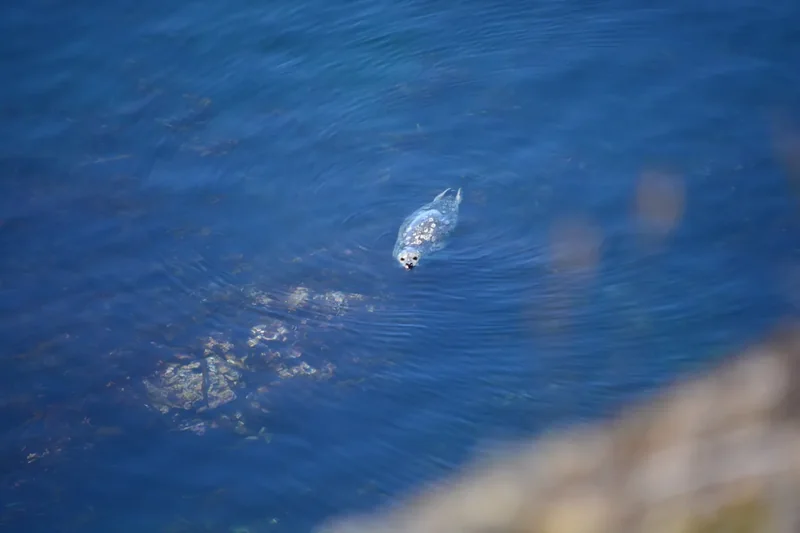 A harbor seal resting on rocks at Lime Kiln Point State Park
