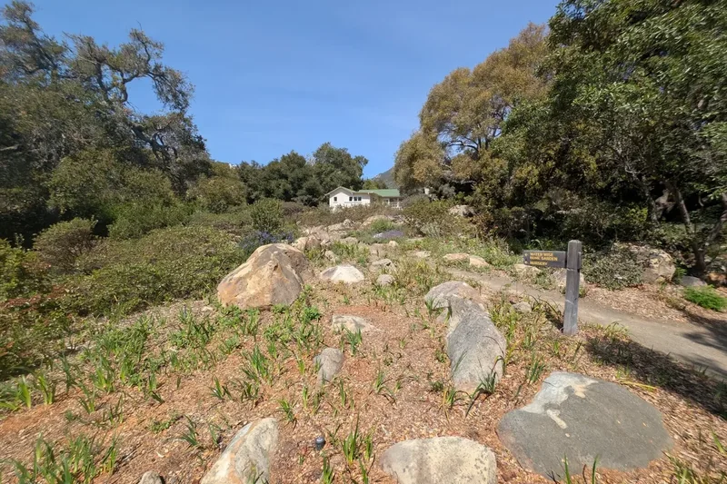A path through native plants at the Santa Barbara Botanic Garden with mountains behind