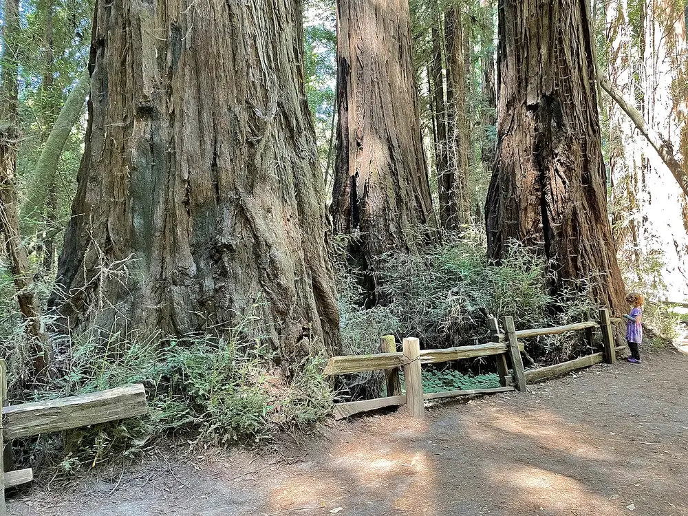 A child beside giant old-growth redwoods on the Redwood Grove Loop Trail, Henry Cowell Redwoods State Park
