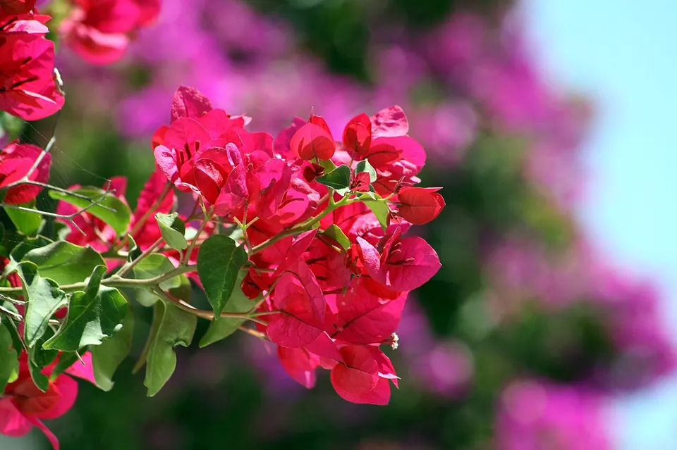 A bougainvillea-draped lane in a Santorini village