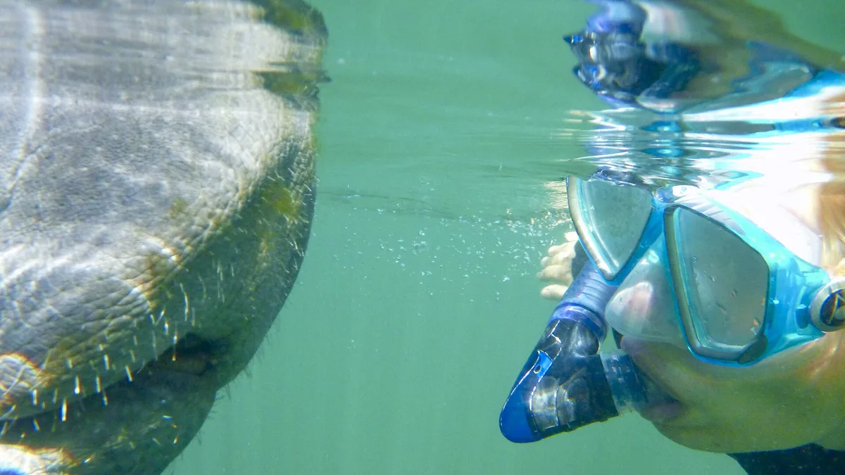 A manatee face to face with a snorkeler in clear teal water