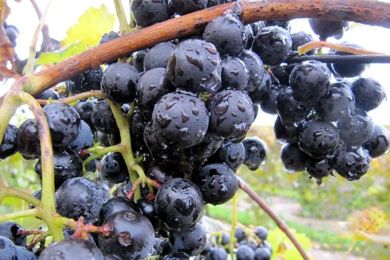 Grapes on the vine after rainfall in Fennville, Michigan