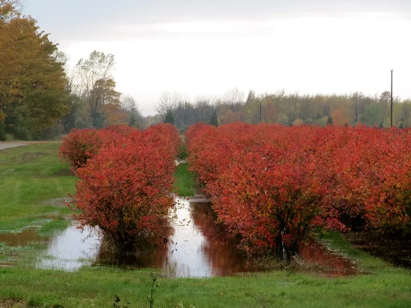 Rows of blueberry bushes on a farm in Allegan County, Michigan