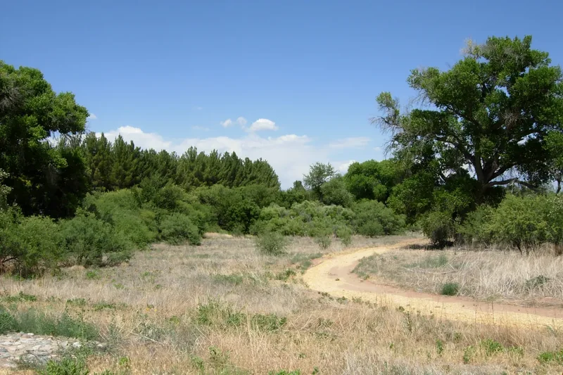 A dirt path through green grass and trees at Dead Horse Ranch State Park in Cottonwood