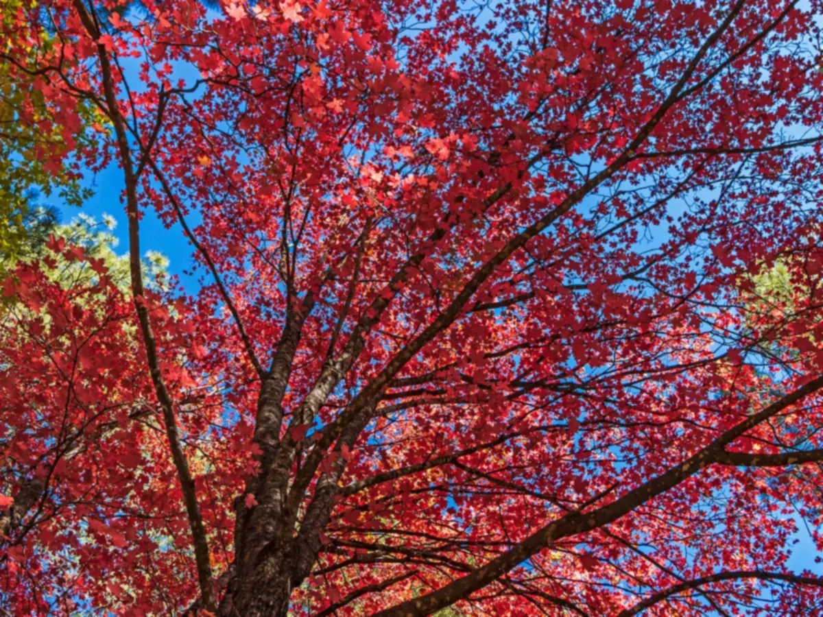 Fall leaves in orange and gold along Oak Creek in Oak Creek Canyon