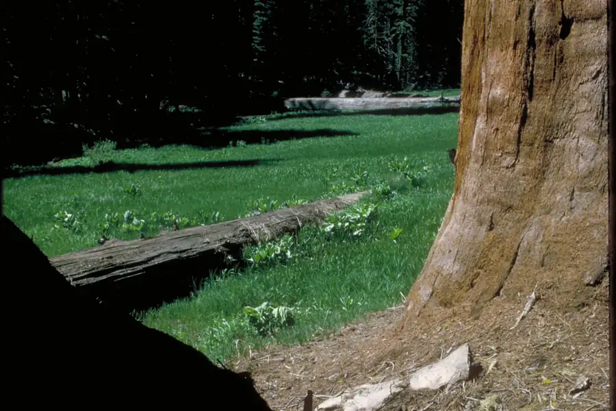 Giant sequoias at Crescent Meadow