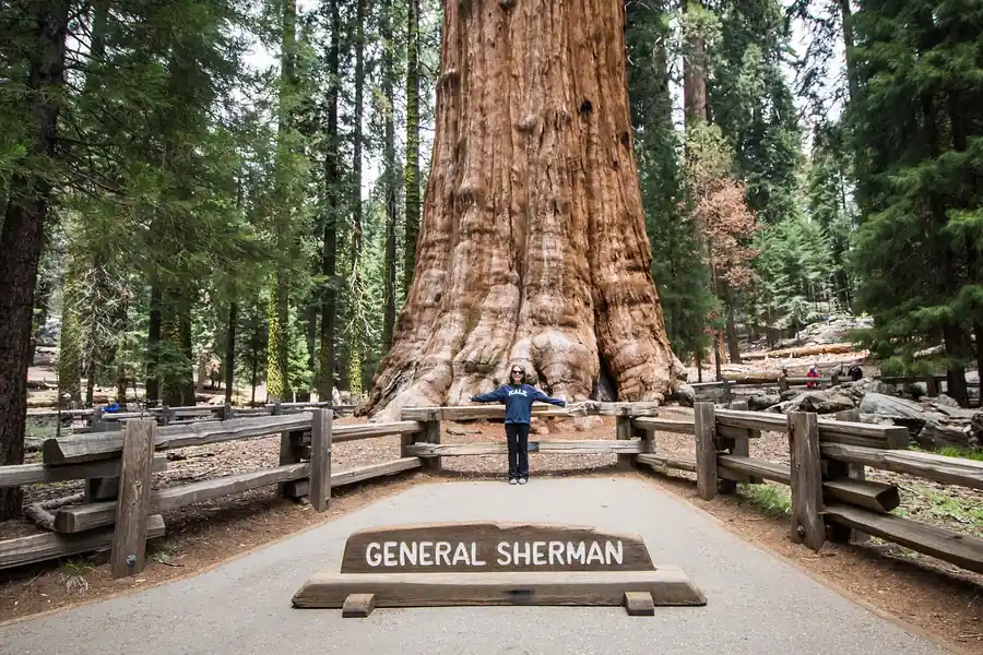 The General Sherman tree