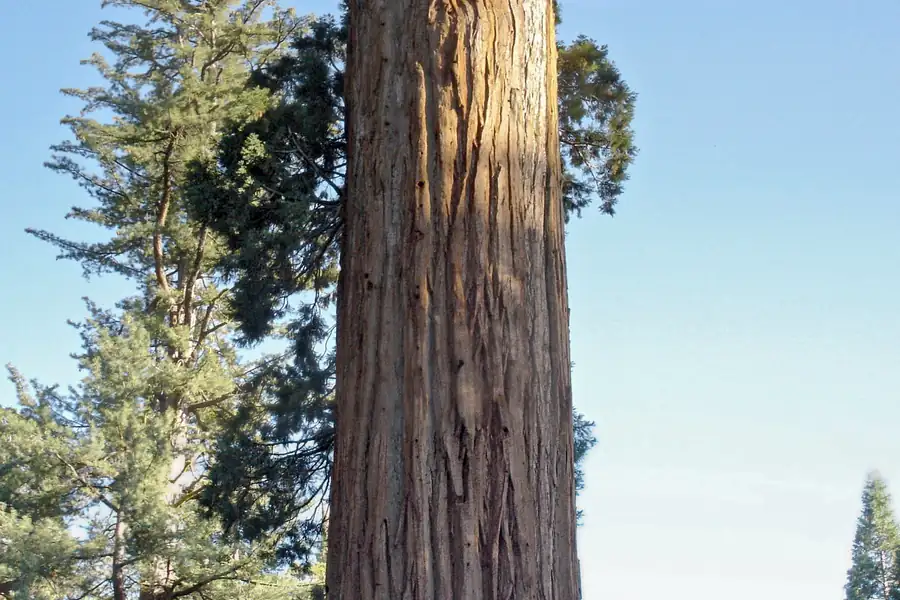 The General Grant tree