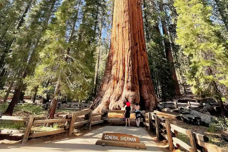 General Sherman, the largest tree on Earth by volume, with visitors at its base for scale