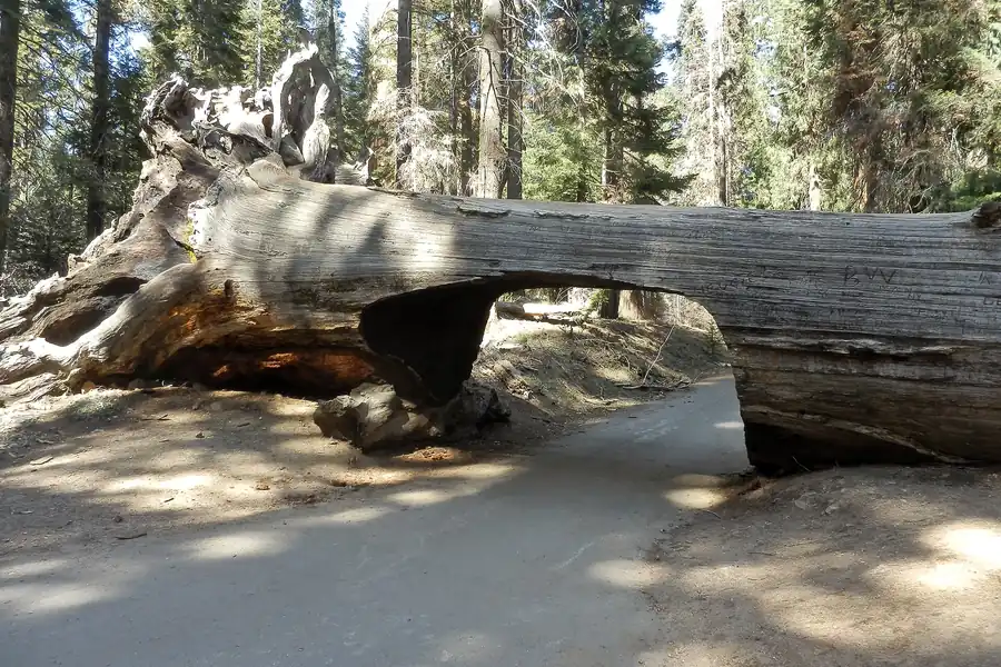 A car driving through the Tunnel Log, a fallen giant sequoia, at Sequoia