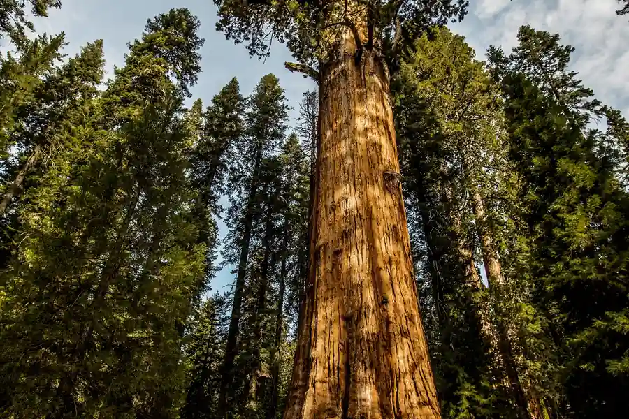 The General Sherman tree rising into the canopy, Sequoia National Park