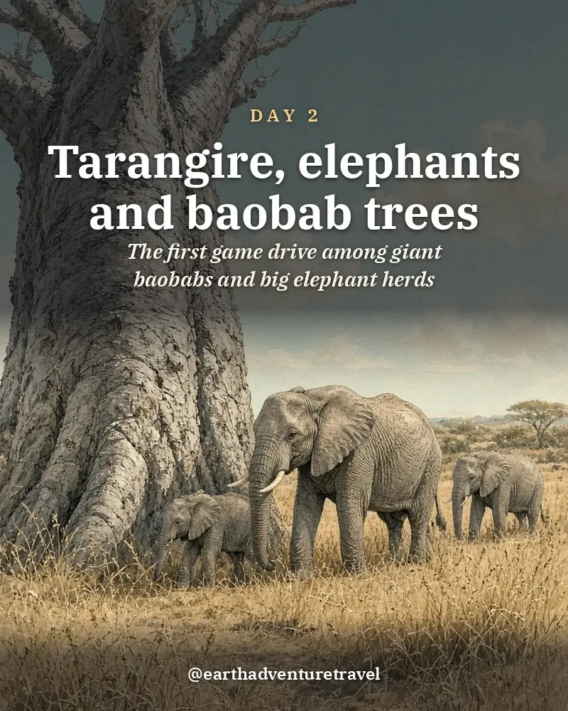 Illustrated day card: The first game drive among giant baobabs and big elephant herds