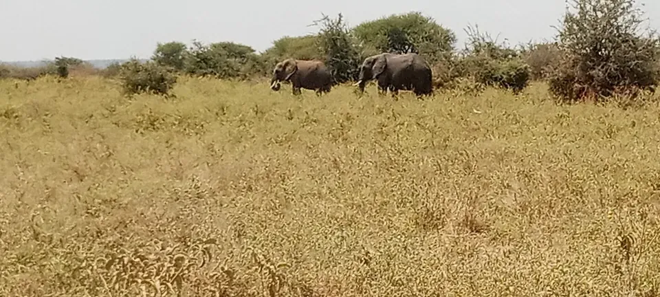 Tarangire, elephants and baobab trees