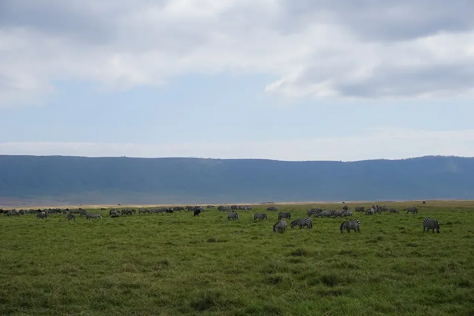A day on the Ngorongoro Crater floor