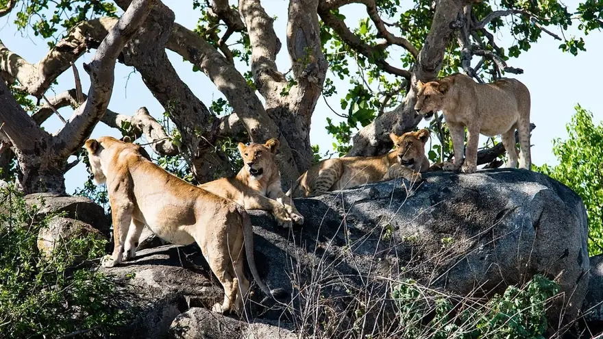 Big cats, kopjes and the hippo pool