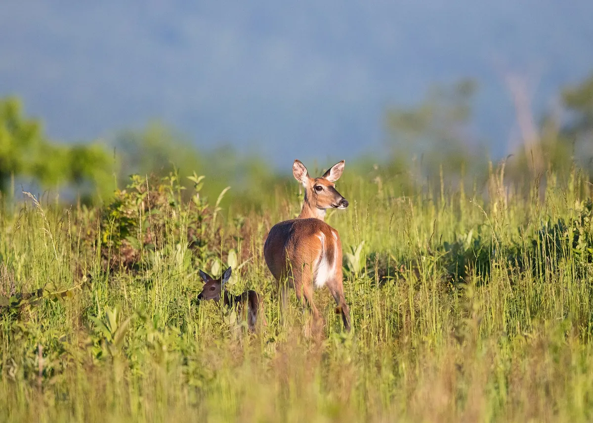 A white-tailed deer standing in tall grass and wildflowers at Big Meadows in Shenandoah National Park