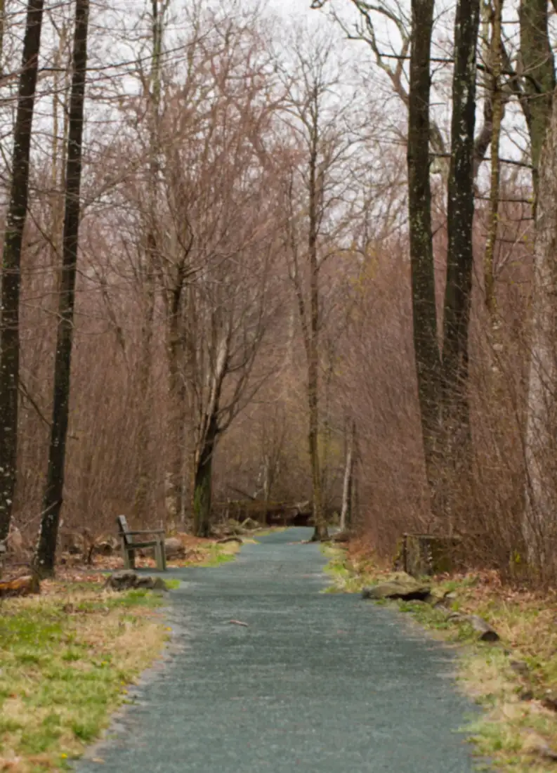 Limberlost Trail boardwalk through forest