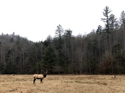 An elk grazing in a meadow in Cataloochee valley