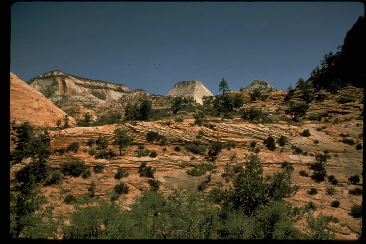 Towering red rock cliffs of Zion Canyon above desert junipers