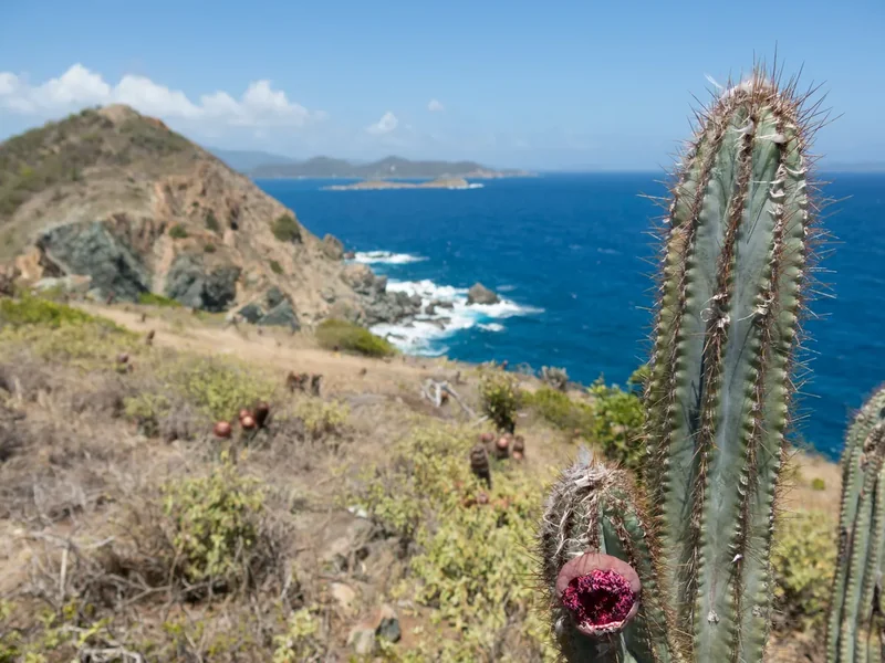 The rocky headland of Ram Head on St. John with a tall cactus in the foreground and deep blue sea beyond