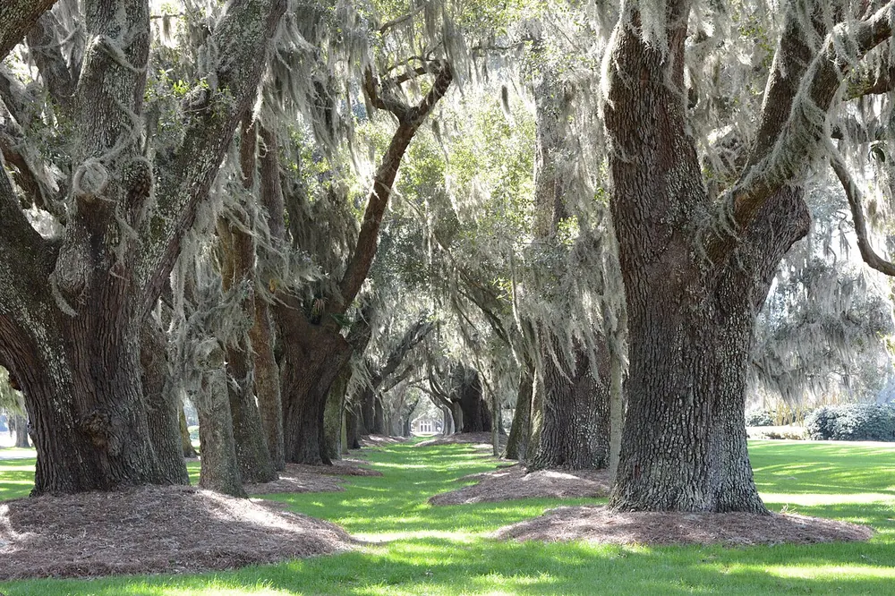 Avenue of Oaks on St. Simons Island: moss-draped live oaks over a shaded path