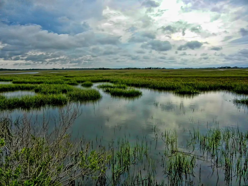 Georgia salt marsh: winding creeks through golden marsh grass
