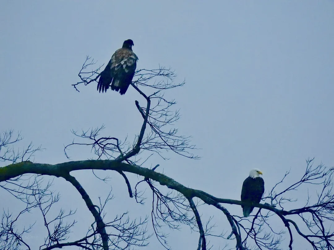 Two bald eagles perched on a branch in winter