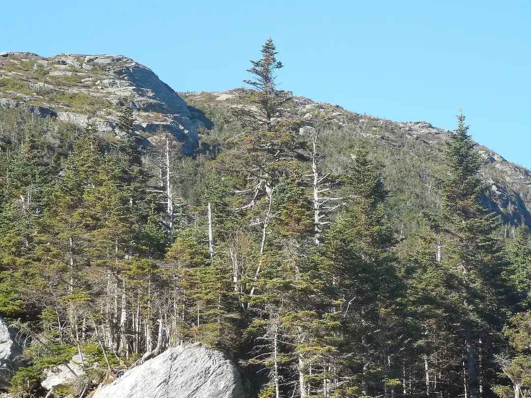 Mount Mansfield’s rocky summit above spruce and fir trees under a blue sky