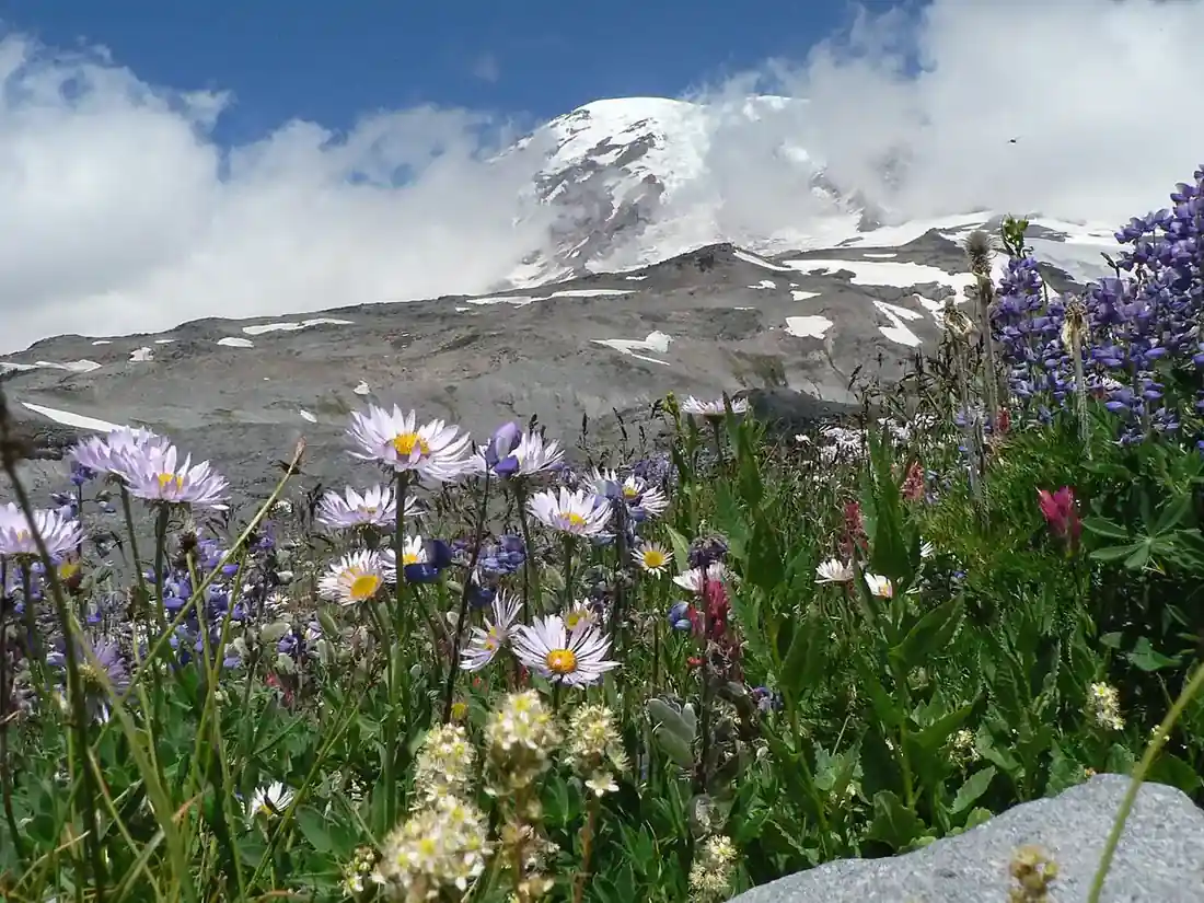 Mount Rainier rising over wildflower meadows at Paradise